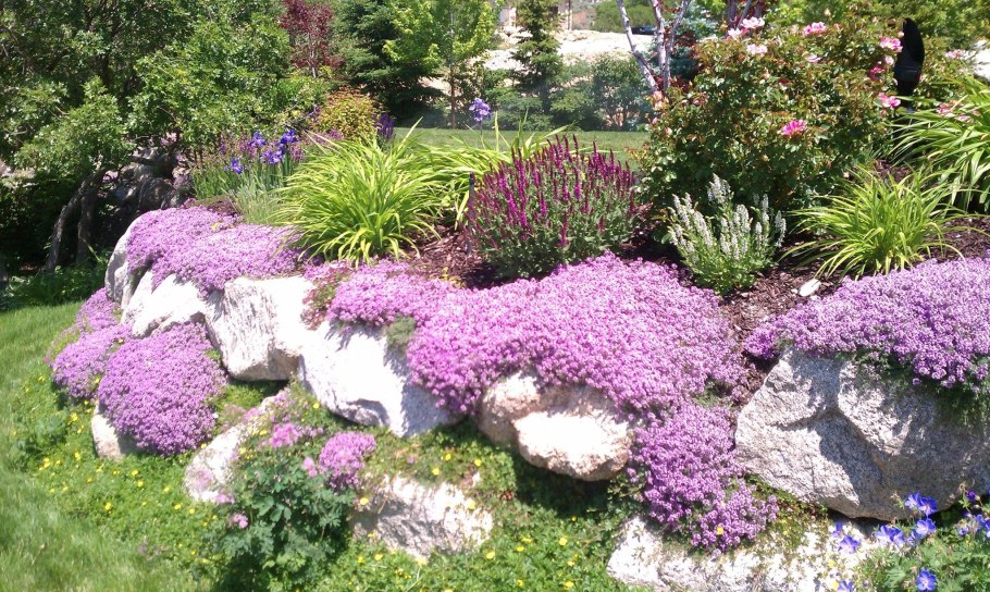 Флокс шиловидный на клумбе