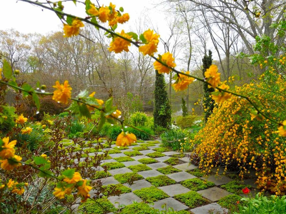 Куст японская керрия