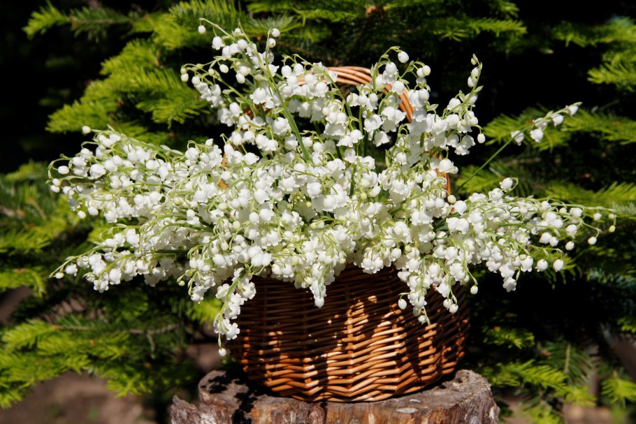 Ландыши на даче