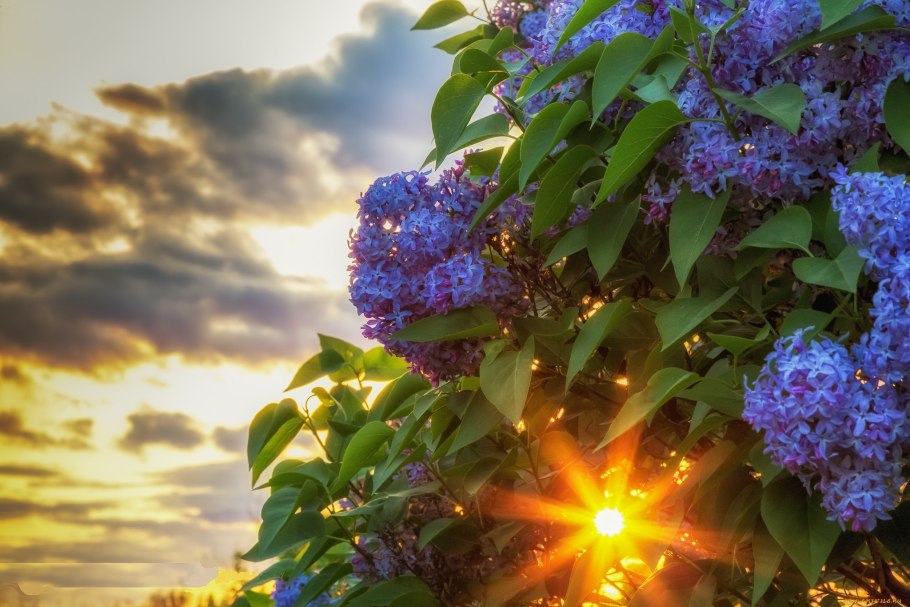 Сирень в солнечных лучах