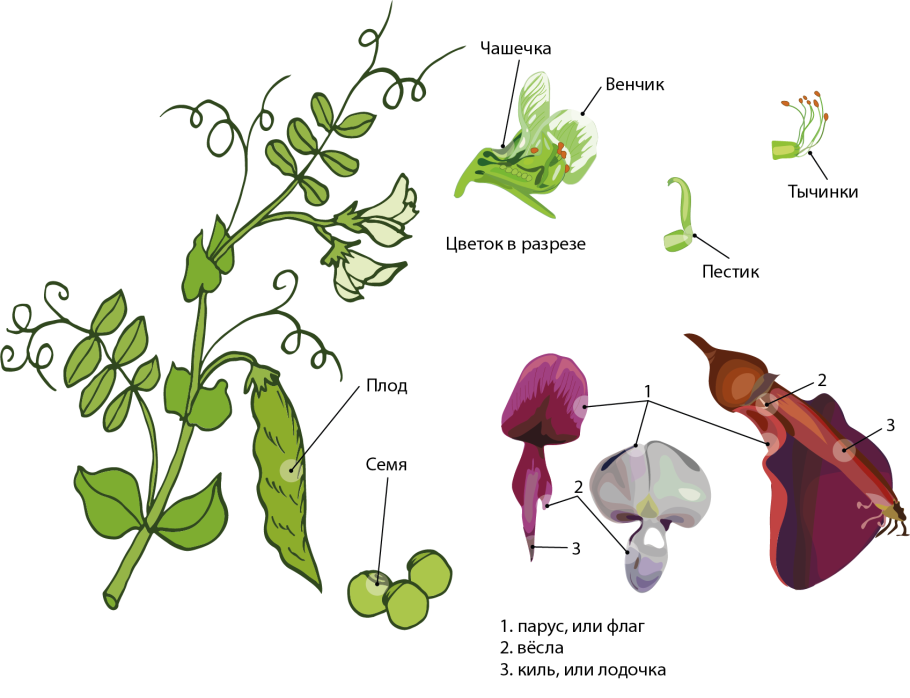 Плоды мотыльковых растений