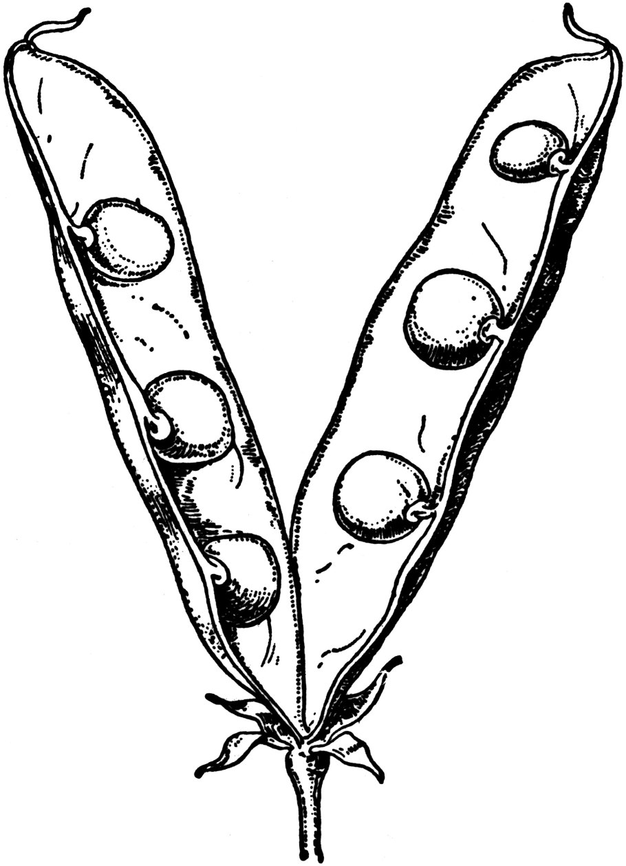 Плод Боб биология