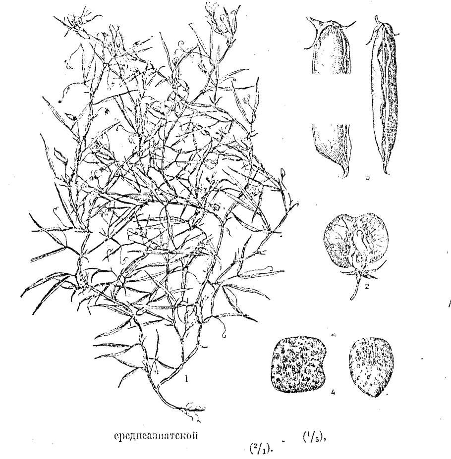 Чина Луговая семена
