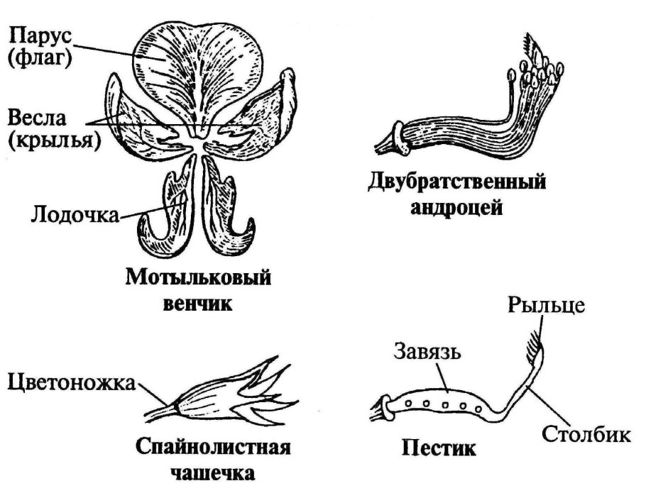 Строение цветка гороха схема
