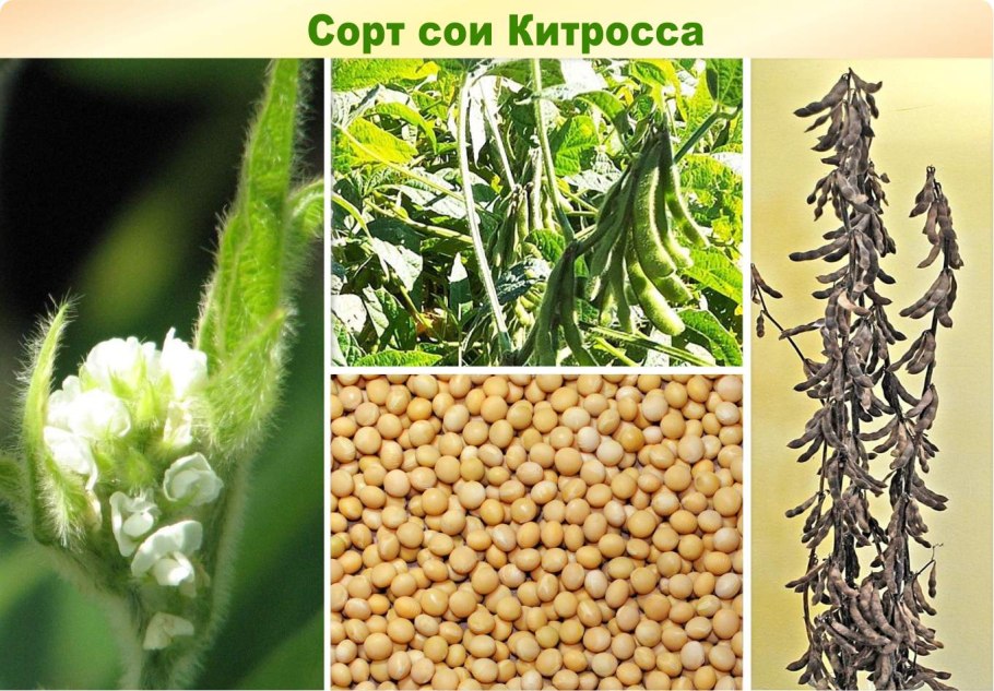 Сорт сои «Амурская жёлтая популяция»