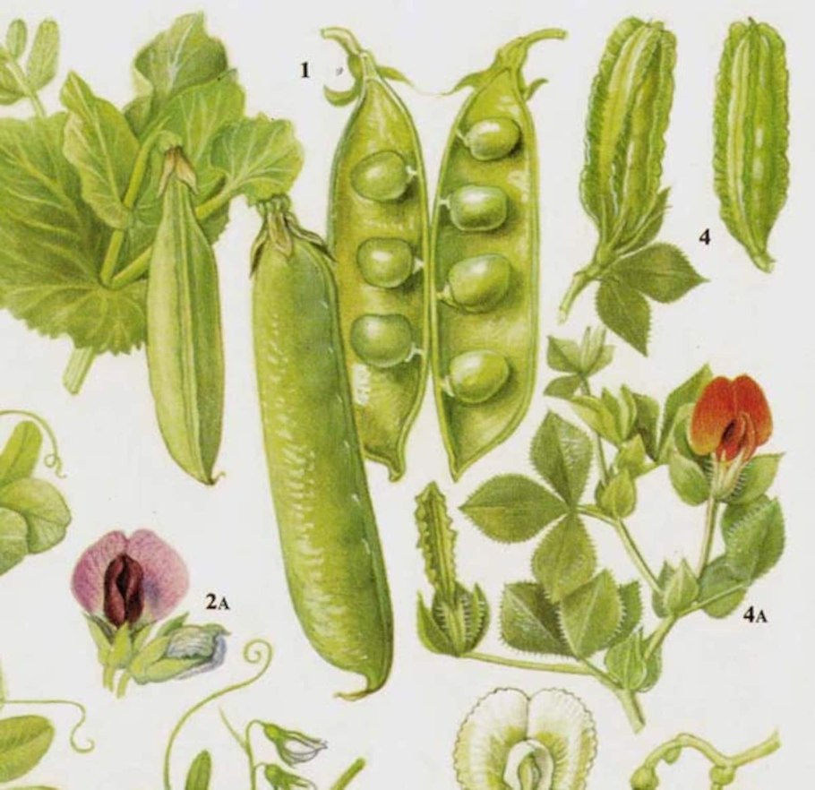 Зелёный горошек Botanica