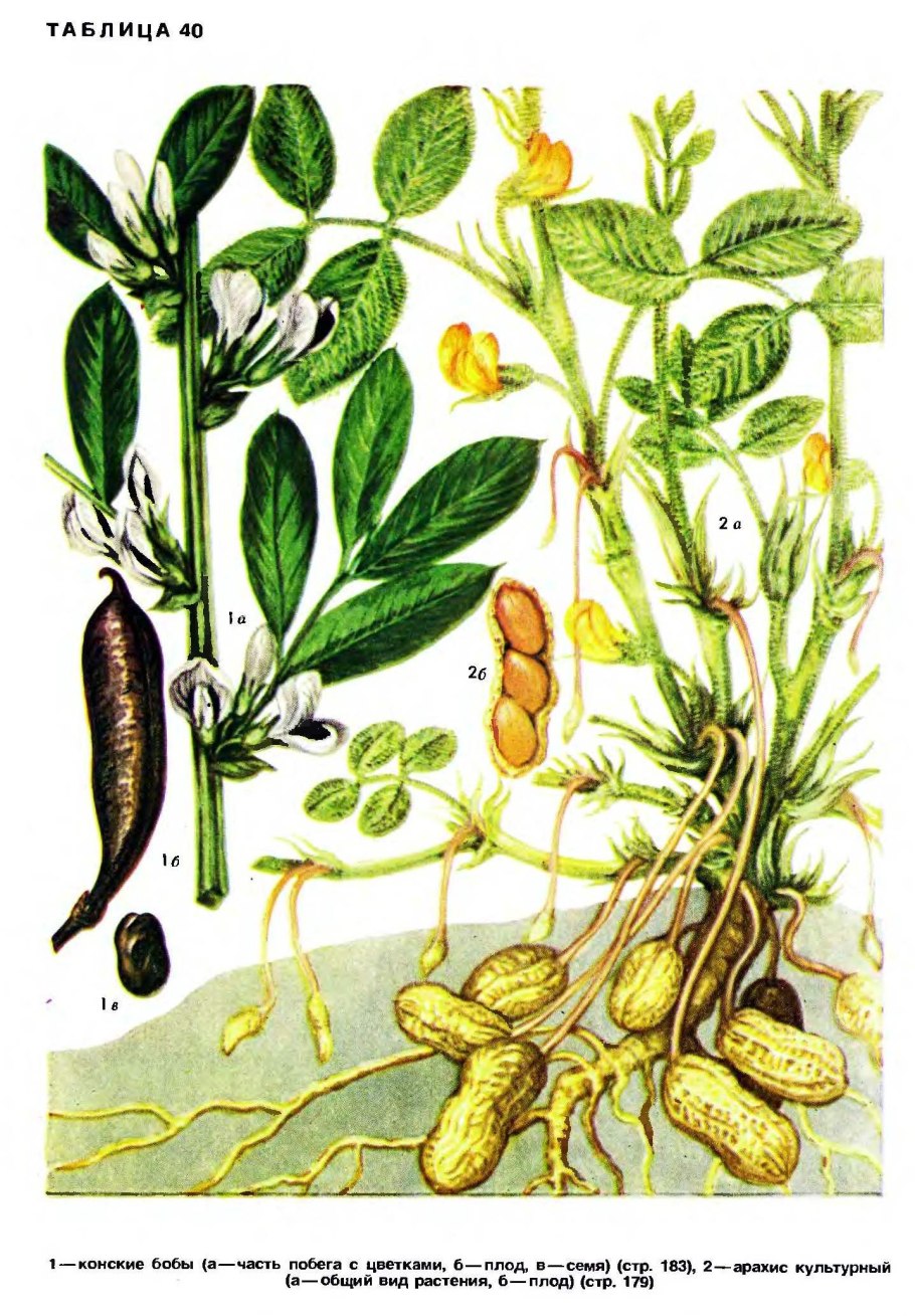 Земляной орех арахис растение