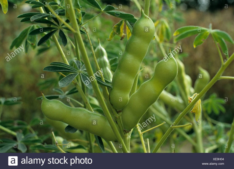 Плод Боб Люпин