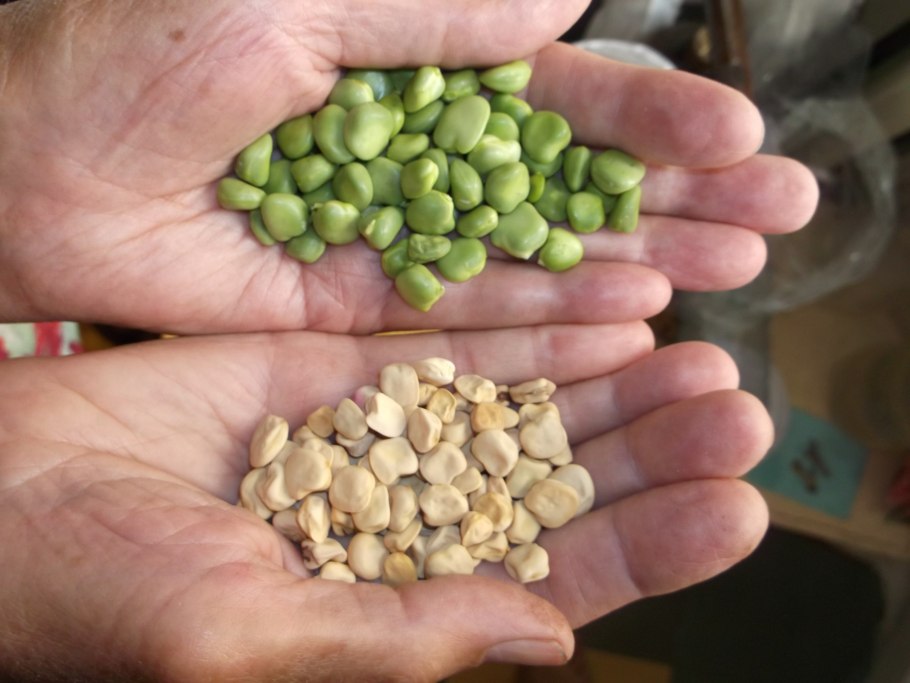 Горох лущеный сорт