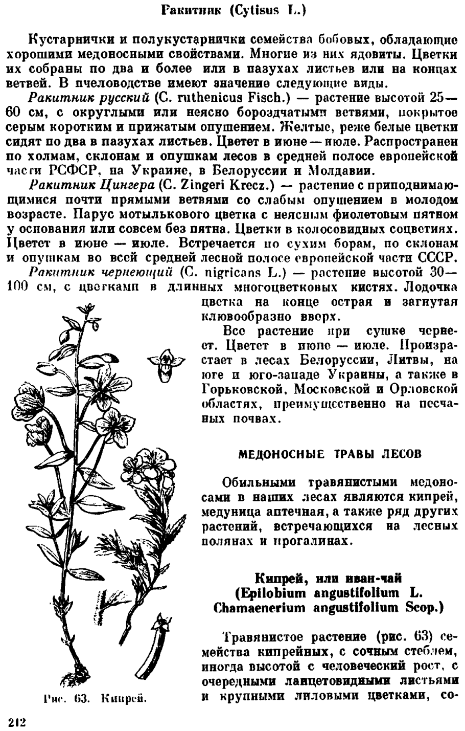 Ракитник русский диаграмма цветка