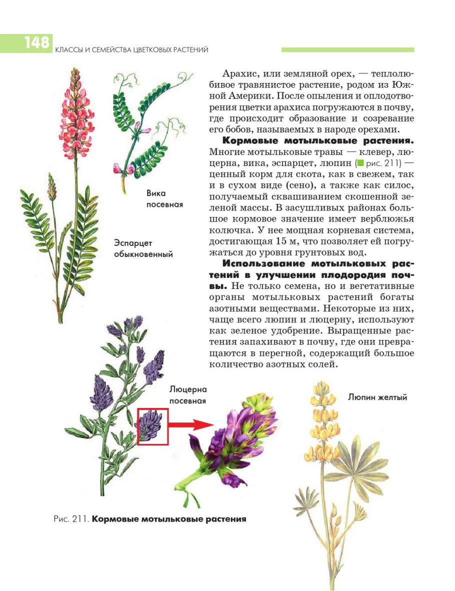 Люпин описание растения