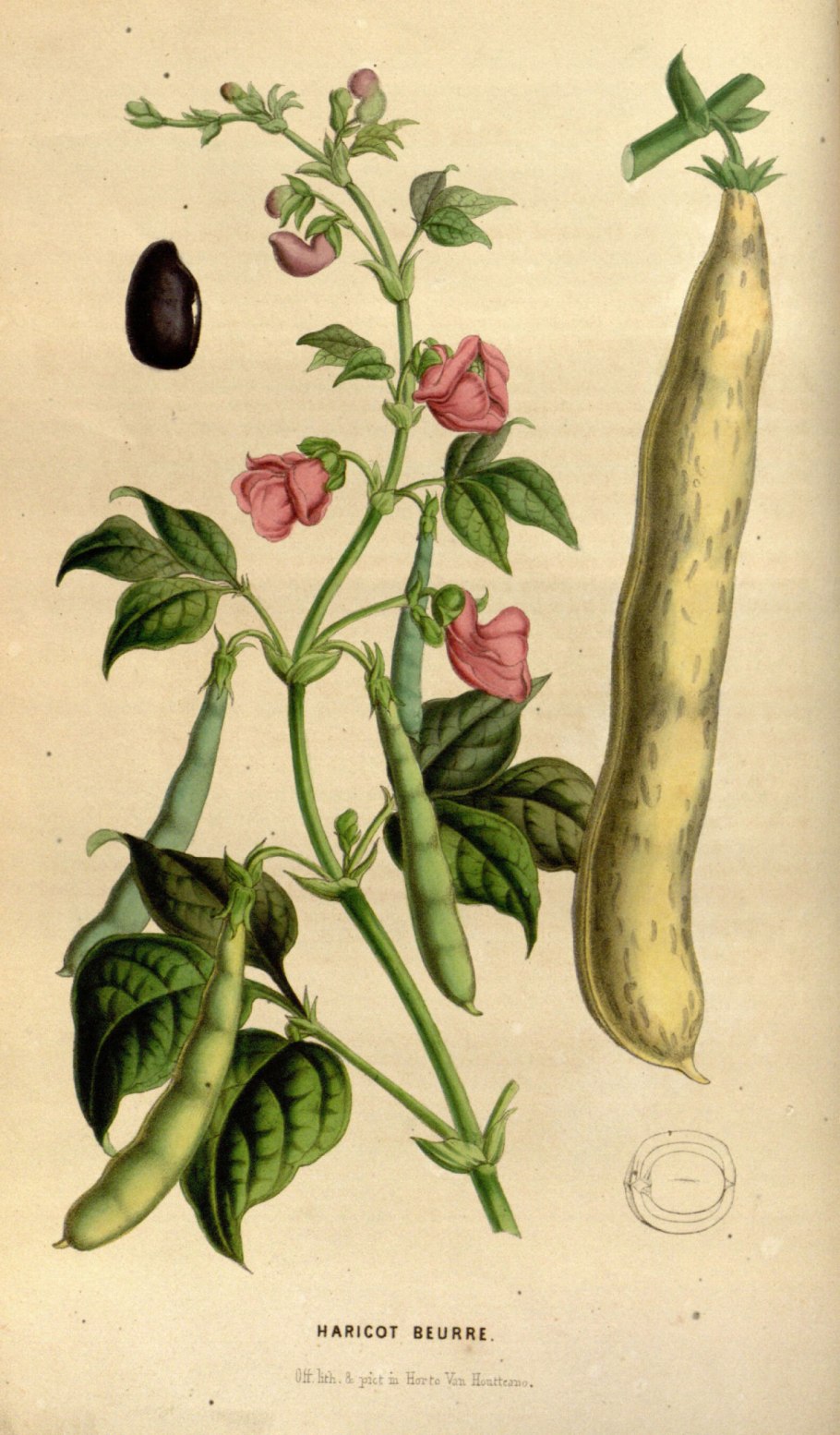Phaseolus vulgaris l