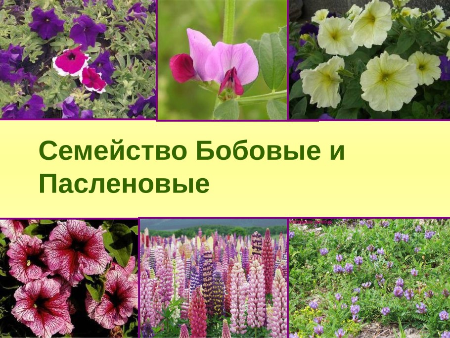 Пасленовые и бобовые растения