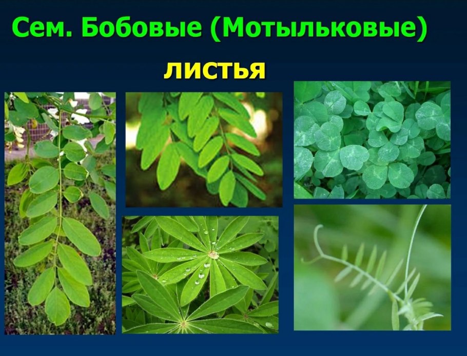 Листья мотыльковых растений