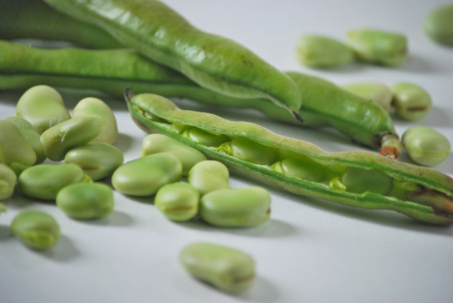 Фасоль Фава