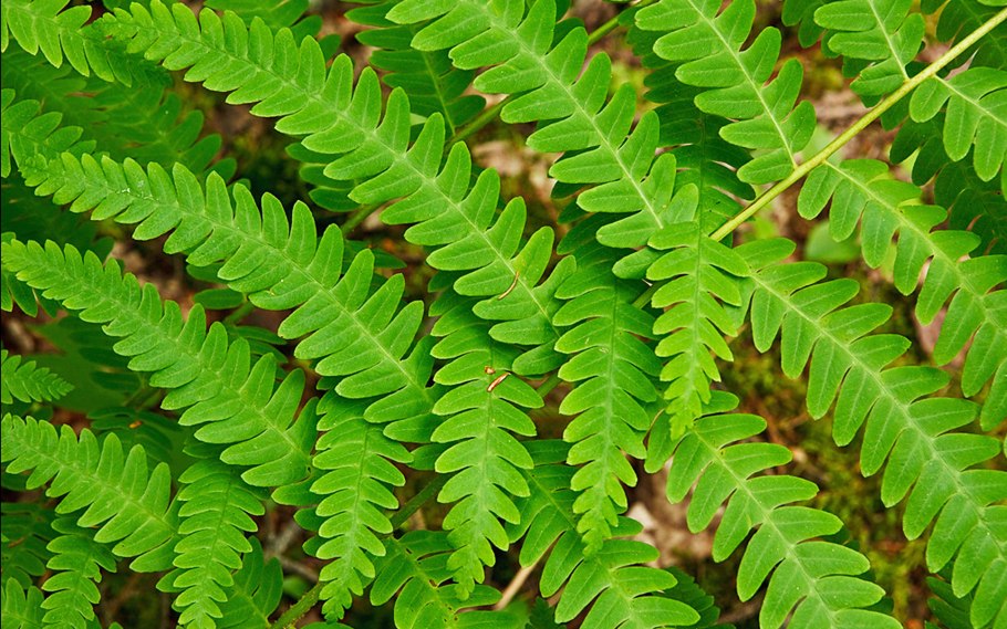 Папоротник чистоуст