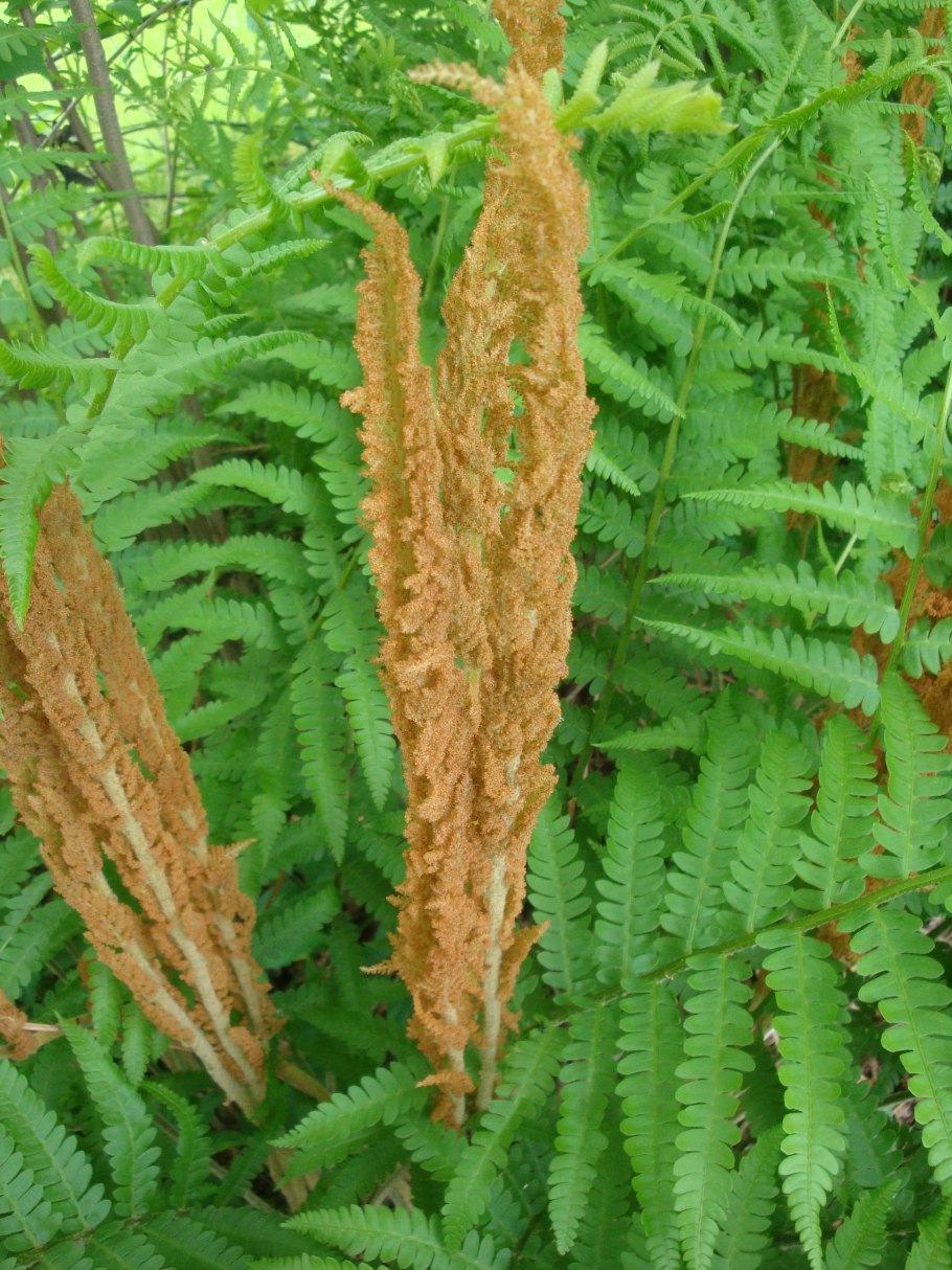 Папоротник Осмунда