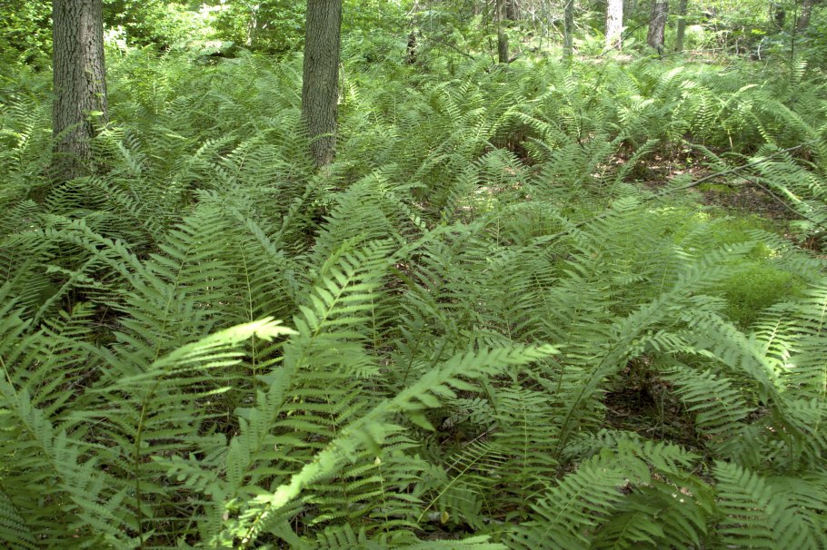 Осмунд виды