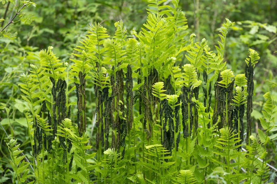Осмунда клейтониана 'Osmunda claytoniana'