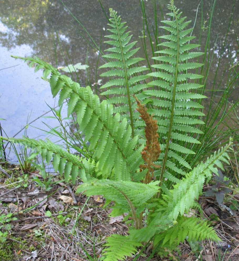 Osmunda cinnamomea