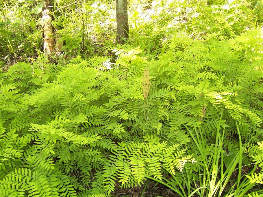 Osmunda regalis PURPURASCENS