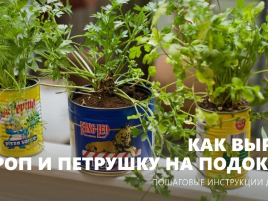 Зелень в горшке "укроп"