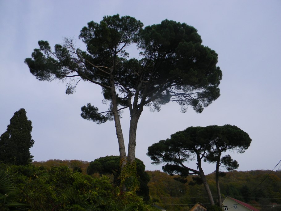 Сосна Pinus pityusa