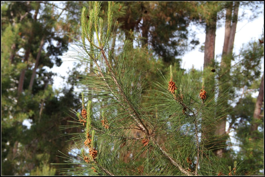 Сосна Пицундская побеги