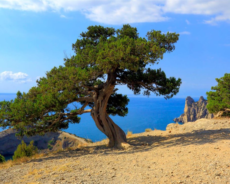 Пицундская сосна мыс Айя