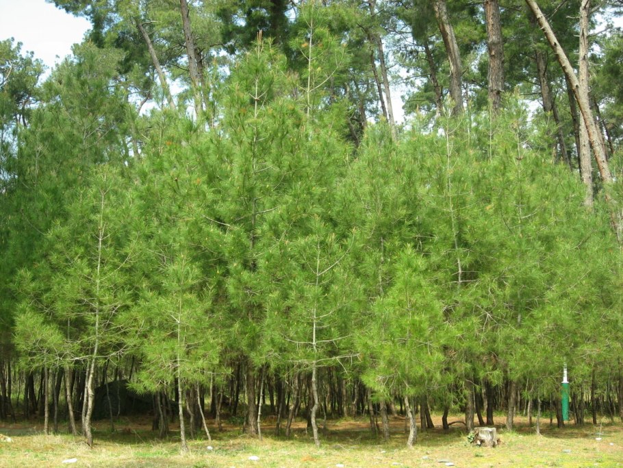 Роща реликтовой сосны Анапа