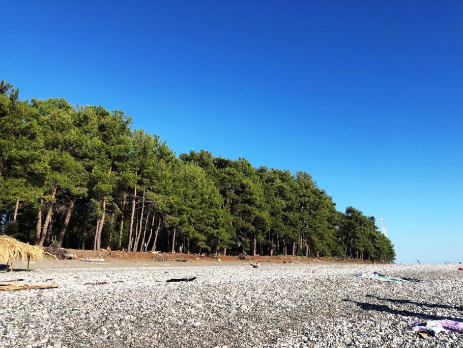 Полярная сосна