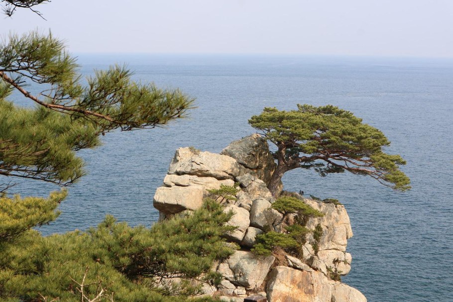 Бор пицундской сосны в Геленджике