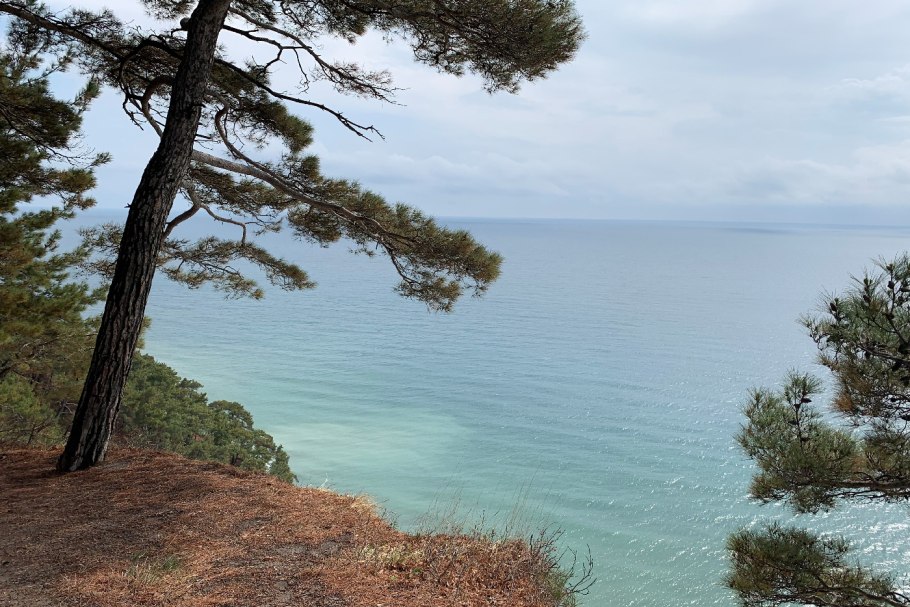 Средиземное море сосны кедр