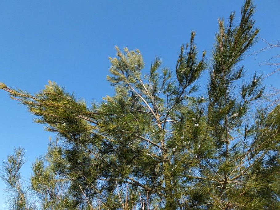 Ветка пицундской сосны