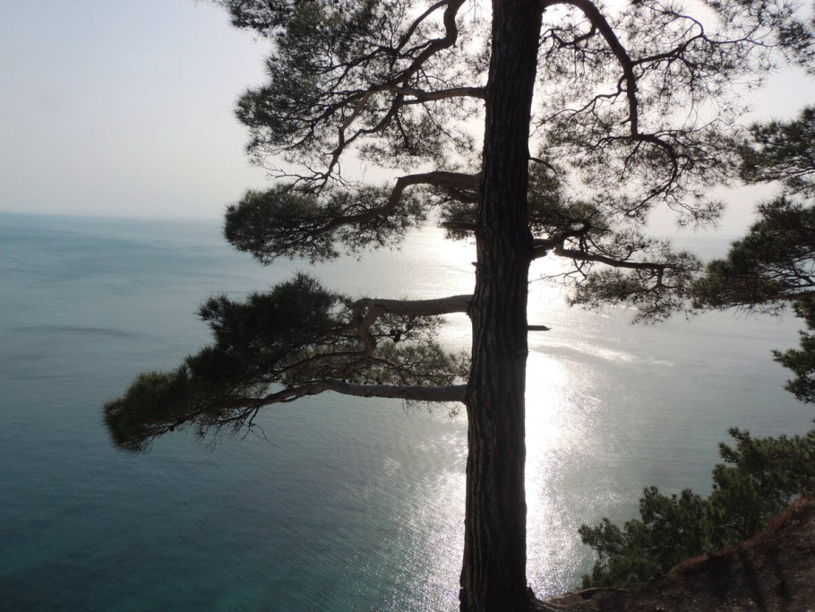 Бор пицундской сосны в Геленджике