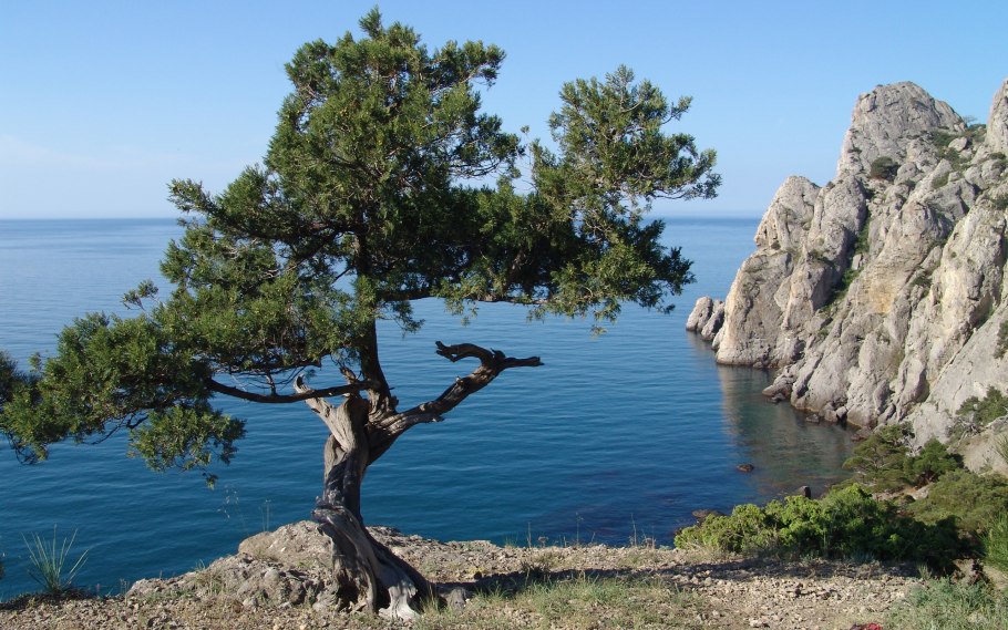 Сосна Станкевича (Судакская)