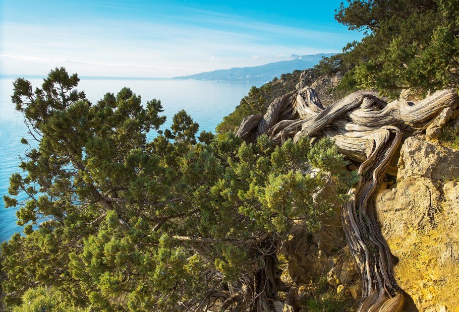 Мыс Мартьян можжевельник