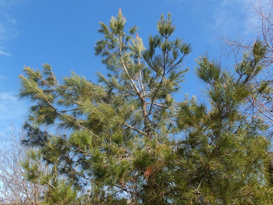 Сосна румелийская