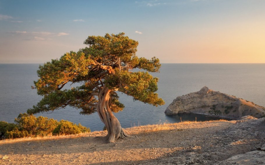 Сосна Крымская (Палласа) Pinus pallasiana