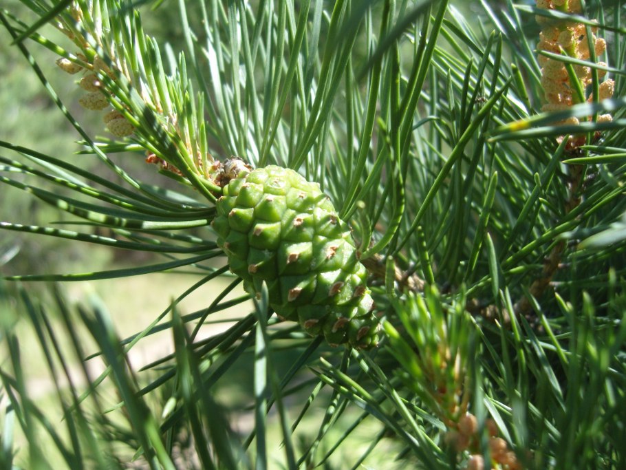 Сосна Pinus pinaster
