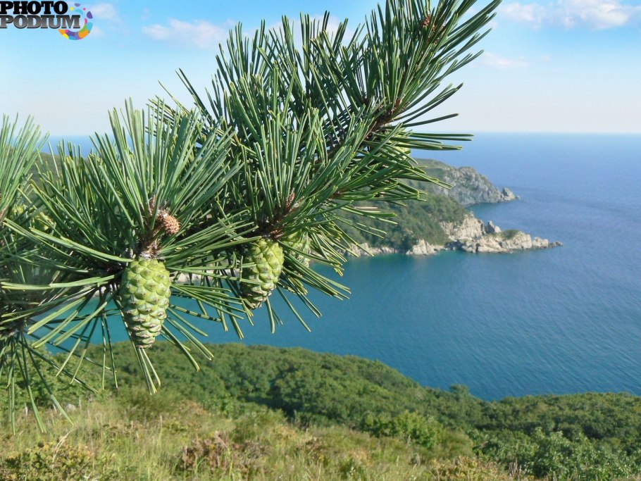 Набережная Геленджика фото сосны пицундской