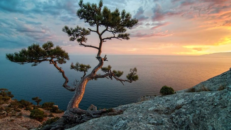 Мыс Мартьян можжевельник