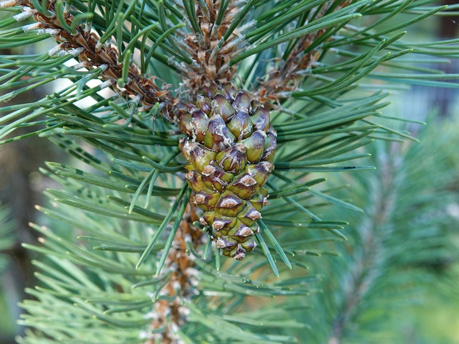 Сосна Пицундская красная книга Краснодарского края