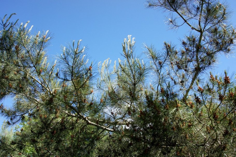 Сосна Пицундская Pinus pityusa