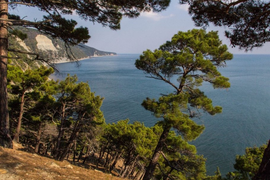 Пицундская сосна в заповеднике Утриш