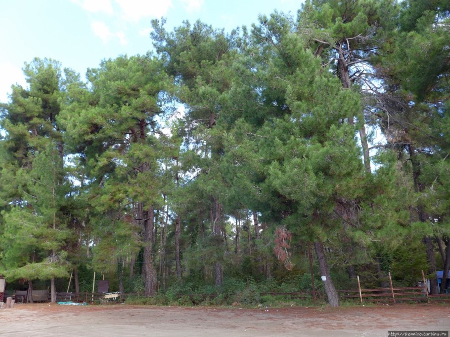 Роща пицундской сосны Абхазия