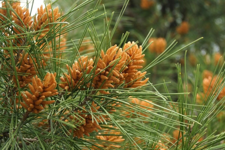 Бор пицундской сосны в Геленджике