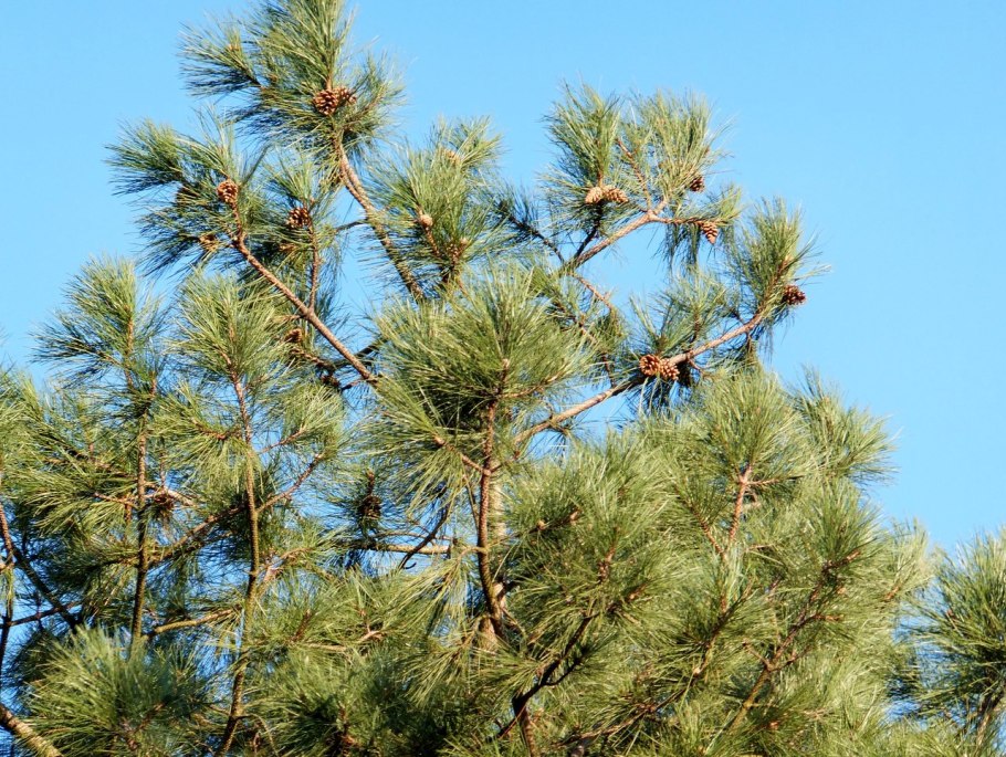 Сосна Пицундская Pinus pityusa