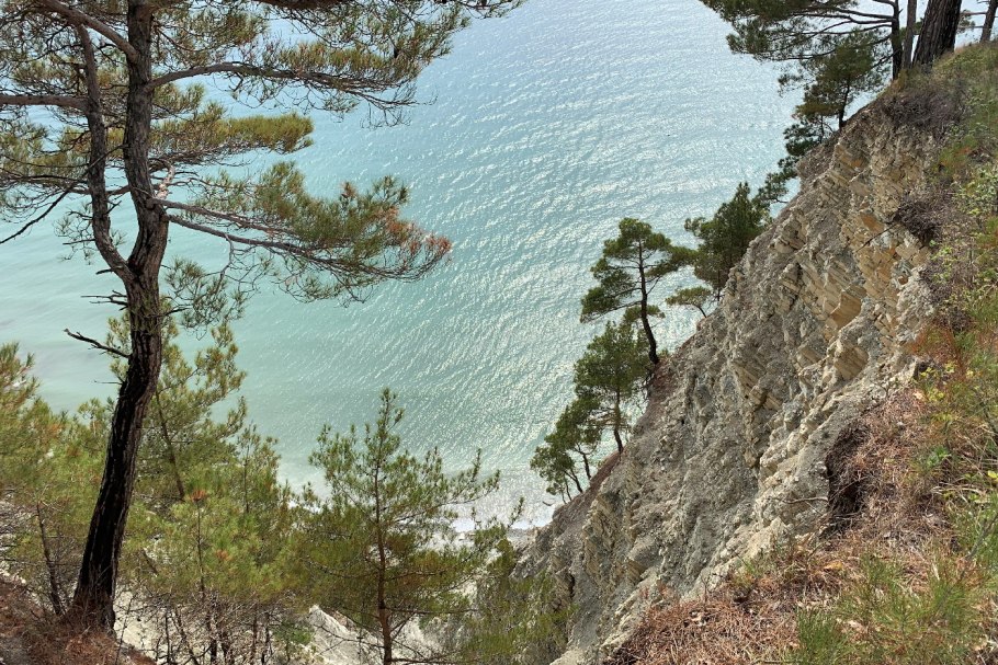 Сосна Крымская (Pinus pallasiana)