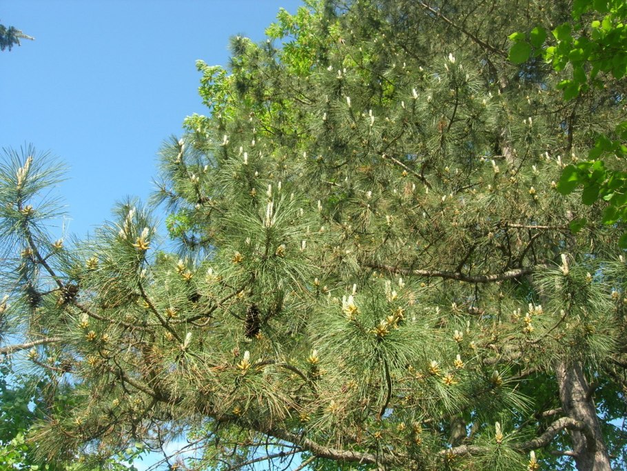 Сосна pinus pityusa